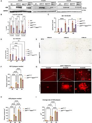 β-amyloid accumulation enhances microtubule associated protein tau pathology in an APPNL-G-F/MAPTP301S mouse model of Alzheimer’s disease